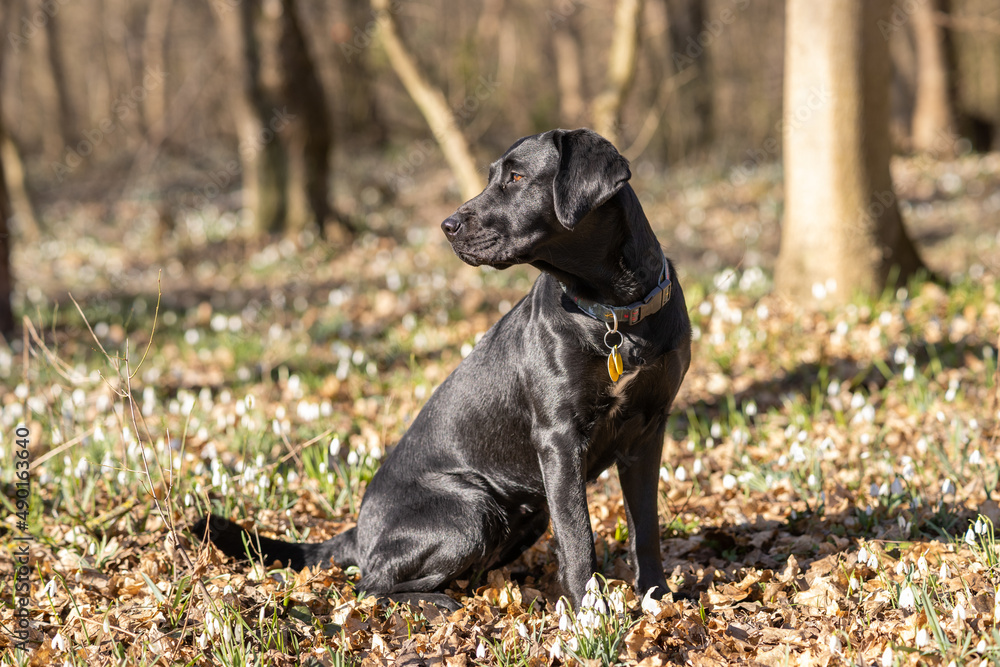 Black Labrador posing in the forest looking sideways Black Labrador posing in the forest looking sideways