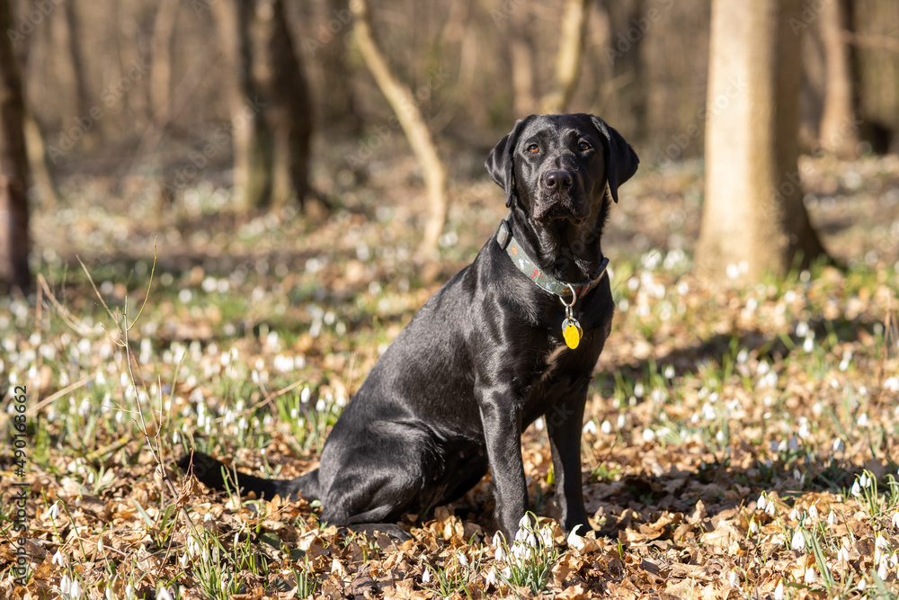 Black Labrador posing in the forest looking at the camera Black Labrador posing in the forest looking at the camera