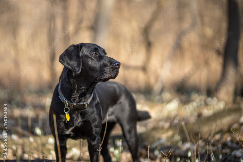 Black Labrador posing in the forest looking sideways Black Labrador posing in the forest looking sideways