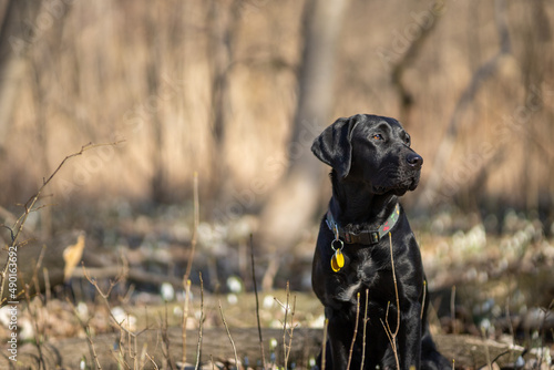 Black Labrador sitting in the forest