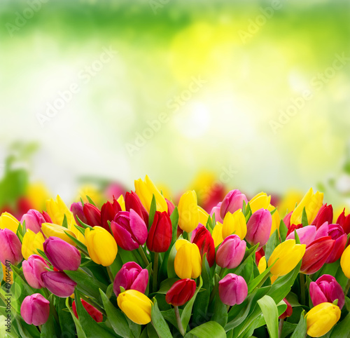 bouquet of fresh tulips flowers