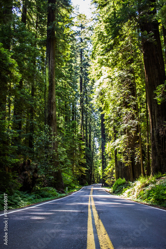 Avenue of the Giants- Redwoods 