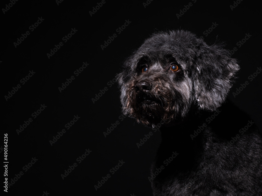 a large portrait of an old black dog on a black background. black poodle a large portrait of an old black dog on a black background. black poodle