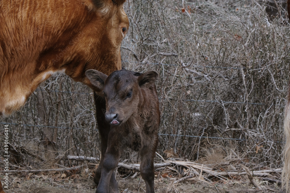 Fototapeta premium Texas longhorn cow with calf during winter season on farm.