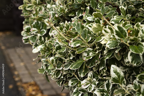 Euonymus japonicus 'Aureomarginatus' shrub with water droplets in Scarborough, UK photo