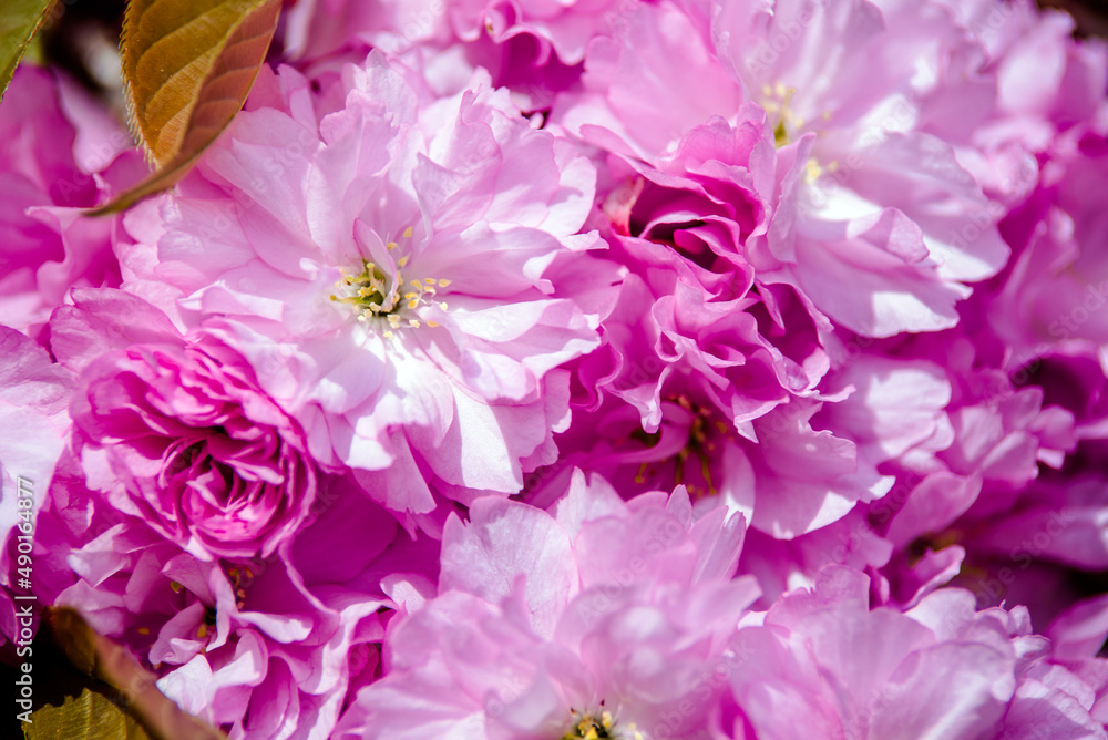 Japanese cherry blossoms on a green natural background
Japanese cherry blossoms on a green natural background