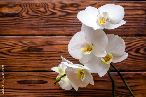 A branch of white orchids on a brown wooden background 