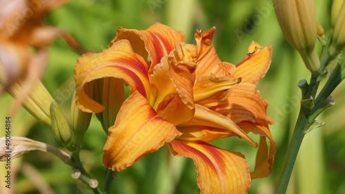 Lilium bulbiferum orange lily in bloom in a Garden uk