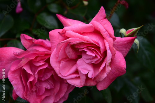 Closeup of blooming pink roses background photo