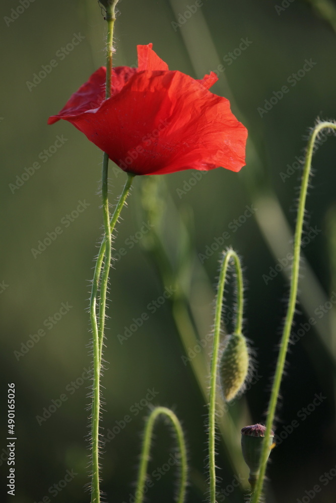 Fototapeta premium Red poppy in a field