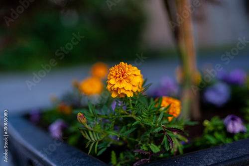 Closeup shot of an orange plant in a garden photo