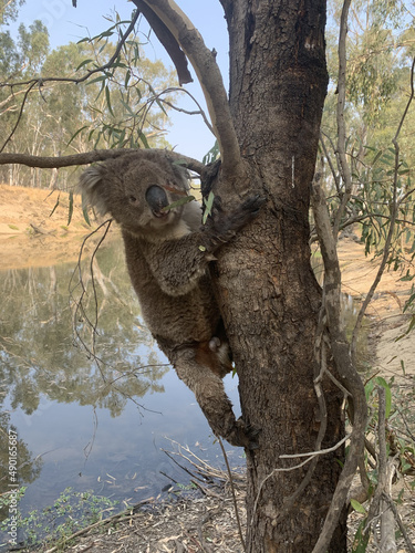 Canvas Print Vertical closeup of the koala on the tree near Murray River, Australia