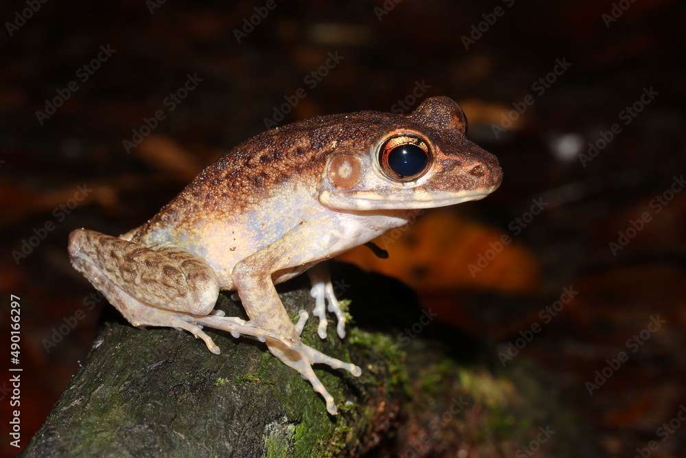 The Baram River frog, brown marsh frog, masked rough-sided frog (Pulchrana baramica) in a natural habitat
