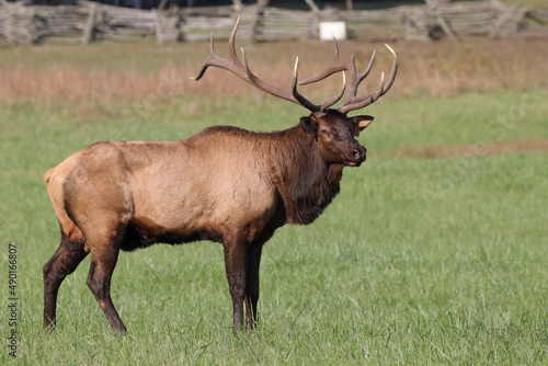 Selective of a male elk (Cervus canadensis) in a field