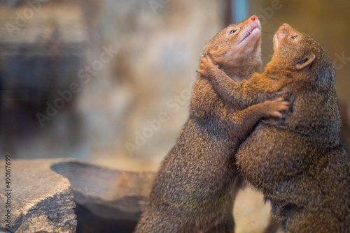Bild auf Leinwand Two mongoose on wild