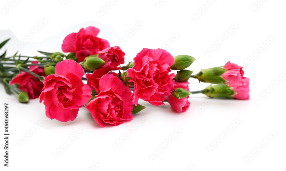 Fototapeta premium Stack Carnation flowers on white background
