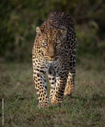 A leopard in the Maasai Mara, Africa  © Harry Collins
