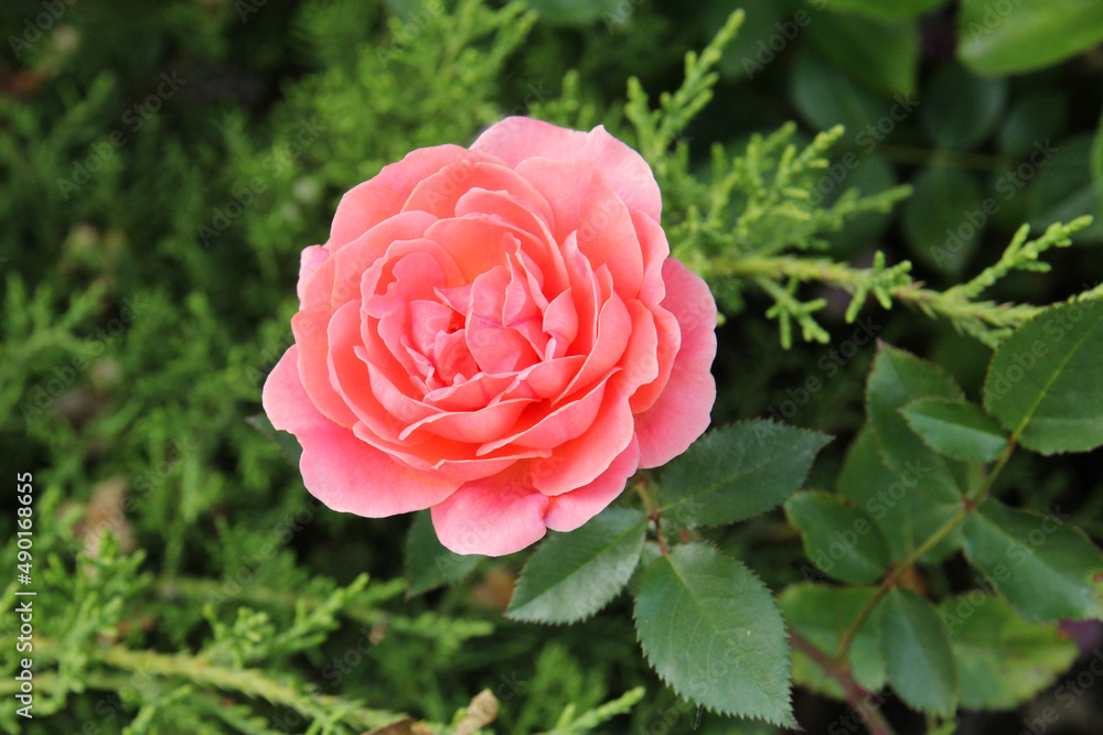 Bunch of rosy roses isolated in the garden Bunch of rosy roses isolated in the garden