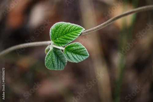 Selective closeup of snoutbean leaves growing on tendrils photo