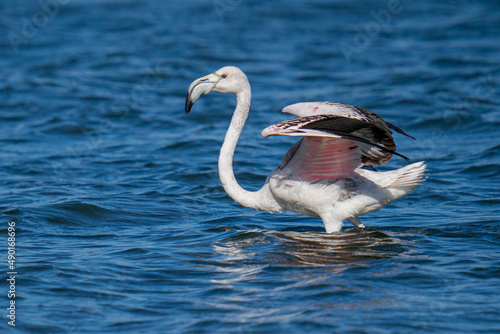 Closeup shot of a greater flamingo swimming in the lake photo