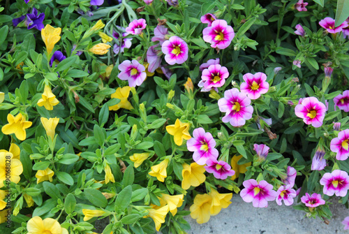 Colorful petunia flowers in the garden in Spring time. Shallow depth of field