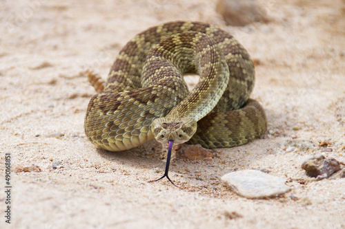 Fotografija Closeup of a Mojave Rattlesnake in a defensive pose