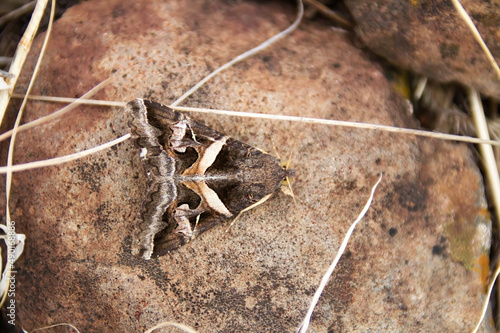 Macro of an Indomitable Melipotis Moth on a stone photo