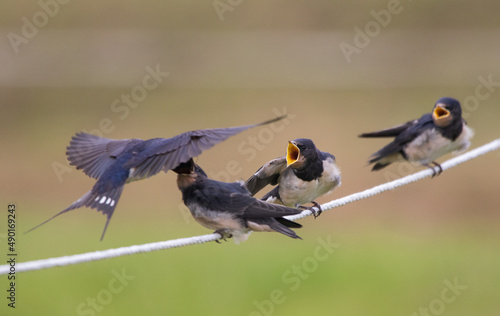 Leinwand Poster Swallow in flight feeding a fledgling while others waiting for their turn