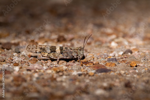 Macro of a pallid-winged grasshopper on the ground photo