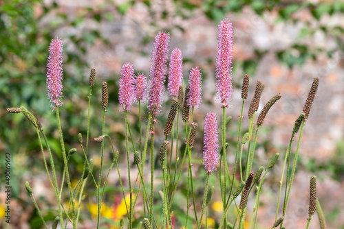 Korean mountain burnet (sanguisorba hakusanensis) flowers in bloom photo