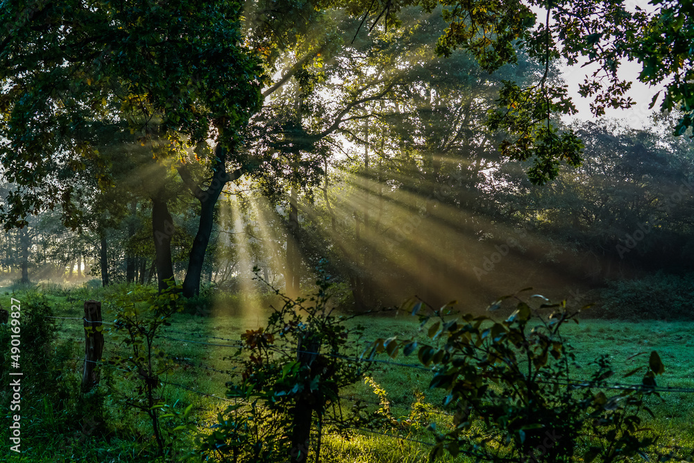 Scenic view of a forest filled with sun rays during a sunset