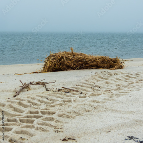 tire tracks and sea weed by the Atlantic ocean on Fire island