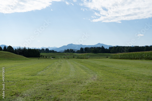 Cuadro en lienzo Beautiful shot of a plain greenfield and trees