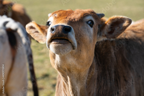 Close up of the head of a young brown zebu curiously craning his head and snout upwards