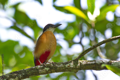 Variety of Pitta birds photo