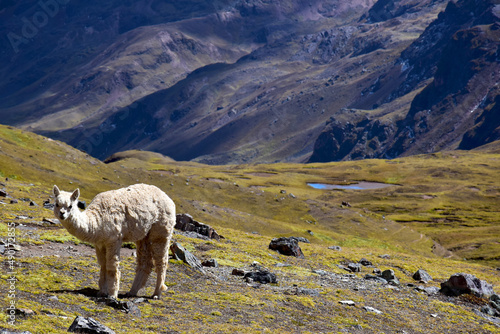 View of Alpacas in Peru photo