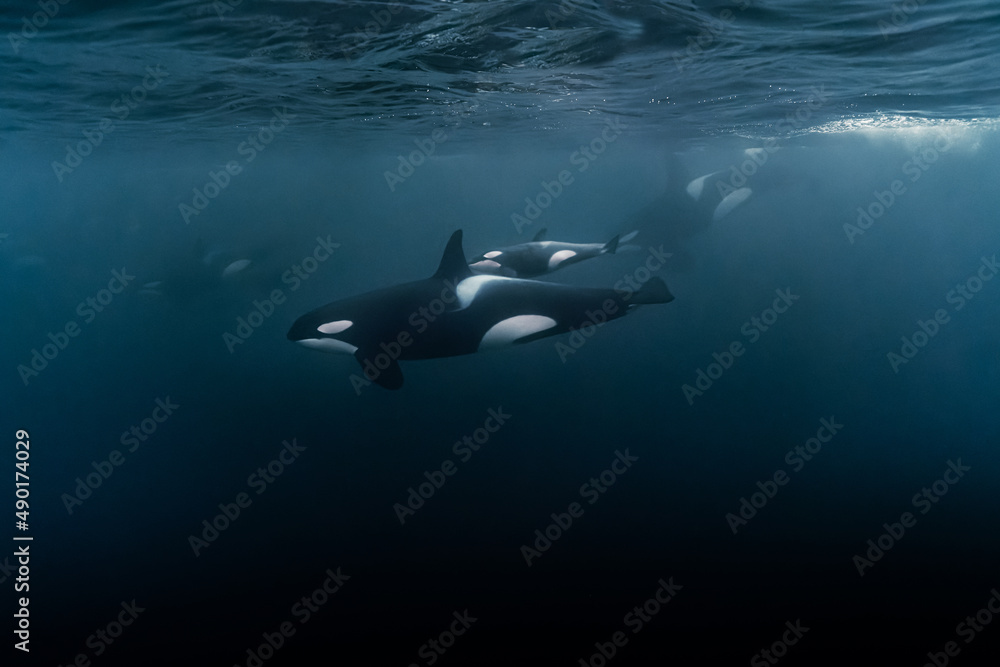 Scenic view of the beautiful baby orca in the ocean - obrazy, fototapety, plakaty 
