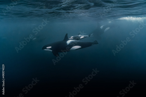 Scenic view of the beautiful baby orca in the ocean photo
