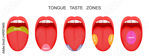 Open mouthes with sticking out tongues demonstrating bitter, sour, sweet, salty, umami flavor zones. False theory of human taste buds. Vector cartoon illustration