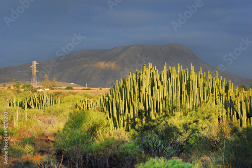 cactus and  mountain landscape