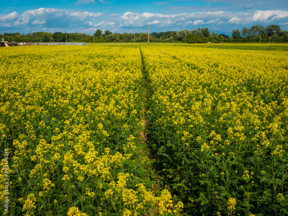 Flowering fields of yellow rapeseed. Sunny spring day. Nature.