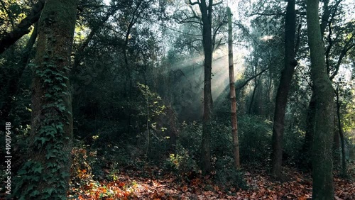Beautiful summer morning in the forest. Sun rays break through the foliage of magnificent green tree. Magical summer forest. Woods, park and woodland.