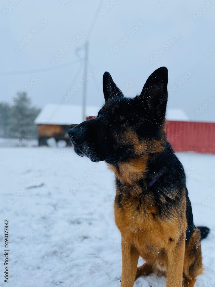 german shepherd dog on the snow german shepherd dog on the snow