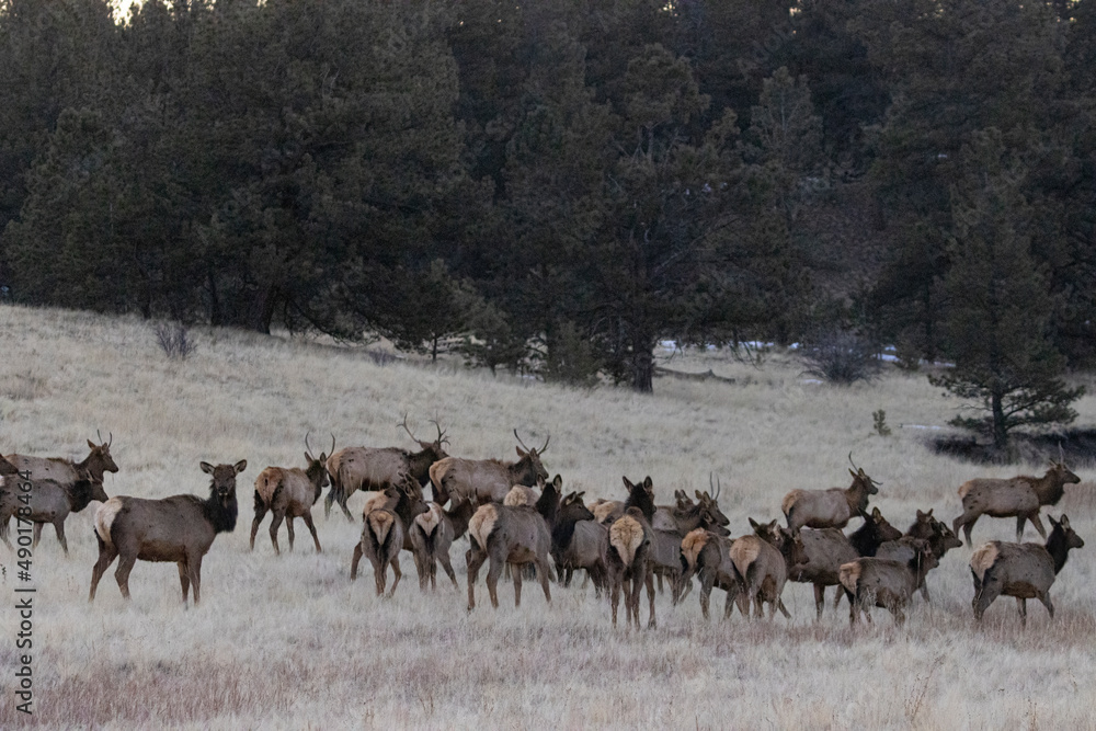 Winter Elk Winter Elk