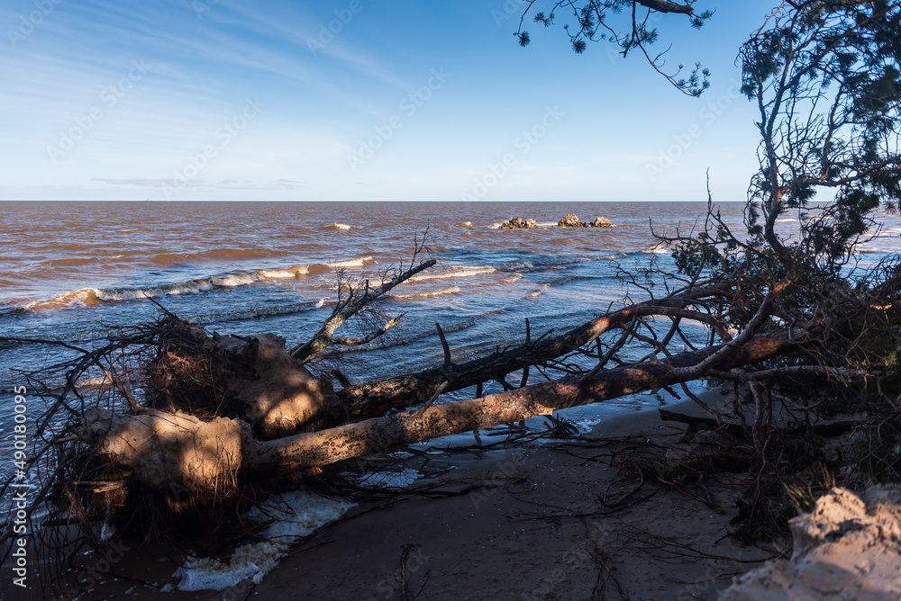 Storm broken trees on the Baltic sea coast, Kolka, Latvia. Storm broken trees on the Baltic sea coast, Kolka, Latvia.