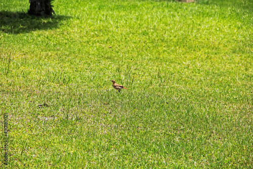 bird on the grass © Lucas