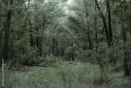 Beautiful view of a forest with light green colors photo