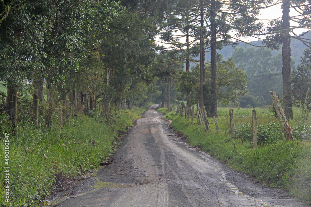 Obraz premium path in the forest