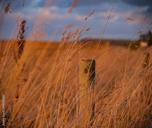 grass in the wind photo