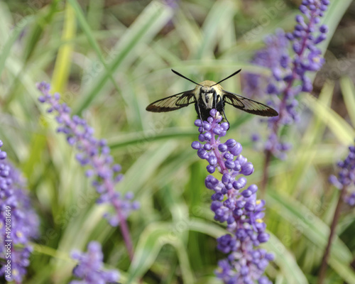 Soft focus of a snowberry clearwing moth on purple flowers at a garden photo
